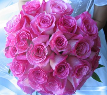 142 Pink roses